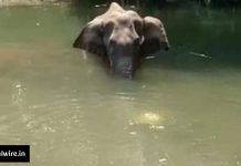 केरल में गर्भवती हथनी के साथ किया गया व्यवहार इंसानियत को शर्मसार करता है
